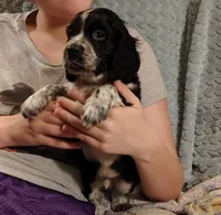 Ferdinand, a male English Springer Spaniel for sale in Walhalla, SC – 3 of 8