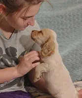 Jo, a female Clumber Spaniel and English Cocker Spaniel for sale in Walhalla, SC – 2 of 8