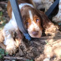 Watson, a male English Springer Spaniel for sale in Walhalla, SC – 7 of 10