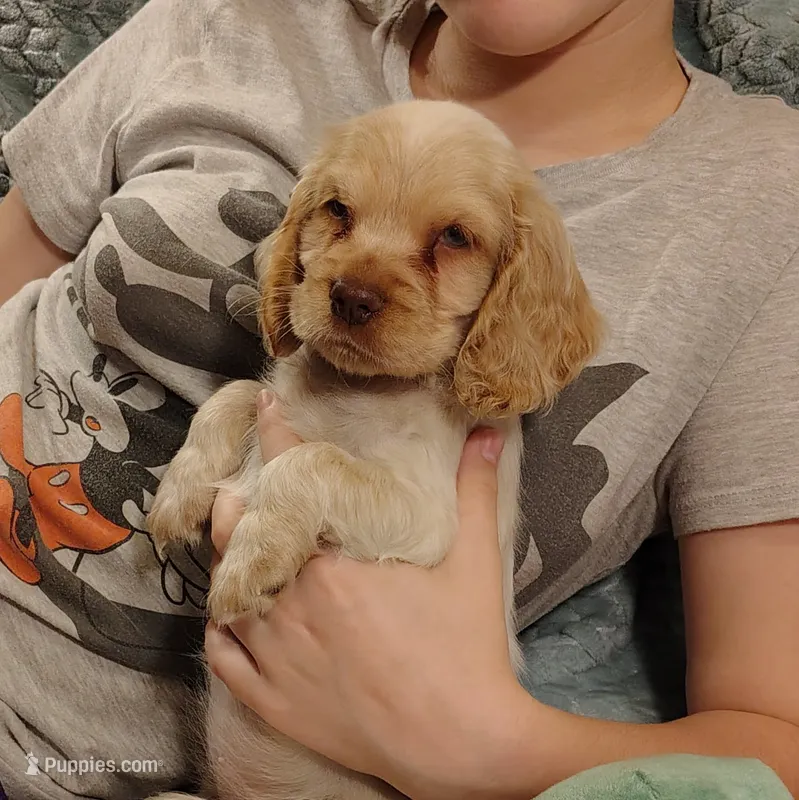 Jo – Clumber Spaniel, English Cocker Spaniel puppy for sale in Walhalla, SC