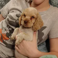 Jo, a female Clumber Spaniel and English Cocker Spaniel for sale in Walhalla, SC – 1 of 8