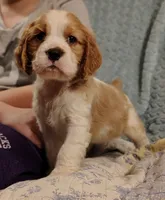 Andante, a male English Springer Spaniel for sale in Walhalla, SC – 5 of 8