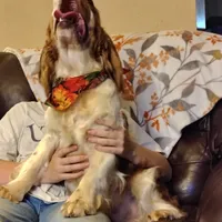 Cypress, a male English Springer Spaniel for sale in Walhalla, SC – Photo 2 of 10