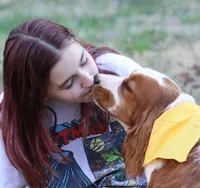 Cypress, a male English Springer Spaniel for sale in Walhalla, SC – Photo 10 of 10