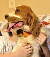 Cypress, a male English Springer Spaniel for sale in Walhalla, SC – Photo 3 of 10