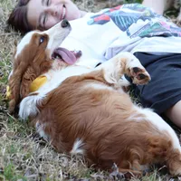 Cypress, a male English Springer Spaniel for sale in Walhalla, SC – Photo 9 of 10