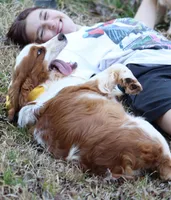 Cypress, a male English Springer Spaniel for sale in Walhalla, SC – Photo 9 of 10
