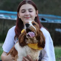 Cypress, a male English Springer Spaniel for sale in Walhalla, SC – Photo 8 of 10