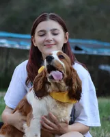 Cypress, a male English Springer Spaniel for sale in Walhalla, SC – Photo 8 of 10