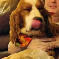 Cypress, a male English Springer Spaniel for sale in Walhalla, SC – Photo 5 of 10