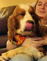 Cypress, a male English Springer Spaniel for sale in Walhalla, SC – Photo 5 of 10