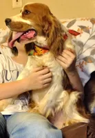 Cypress, a male English Springer Spaniel for sale in Walhalla, SC – Photo 6 of 10