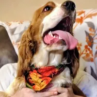 Cypress, a male English Springer Spaniel for sale in Walhalla, SC – Photo 1 of 10