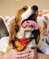 Cypress, a male English Springer Spaniel for sale in Walhalla, SC – Photo 1 of 10