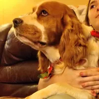 Cypress, a male English Springer Spaniel for sale in Walhalla, SC – Photo 7 of 10