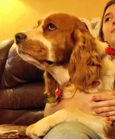 Cypress, a male English Springer Spaniel for sale in Walhalla, SC – Photo 7 of 10