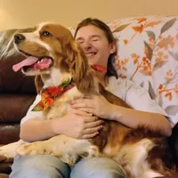 Cypress, a male English Springer Spaniel for sale in Walhalla, SC – Photo 4 of 10