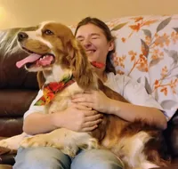 Cypress, a male English Springer Spaniel for sale in Walhalla, SC – Photo 4 of 10