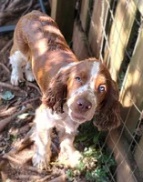 Watson, a male English Springer Spaniel for sale in Walhalla, SC – 3 of 10