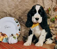 Dusty, a male English Springer Spaniel for sale in Walhalla, SC – Photo 6 of 10