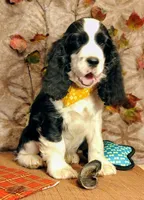 Dusty, a male English Springer Spaniel for sale in Walhalla, SC – Photo 2 of 10