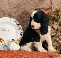 Dusty, a male English Springer Spaniel for sale in Walhalla, SC – Photo 8 of 10