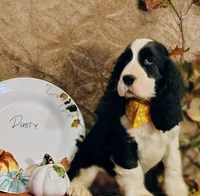 Dusty, a male English Springer Spaniel for sale in Walhalla, SC – Photo 5 of 10