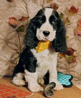 Dusty, a male English Springer Spaniel for sale in Walhalla, SC – Photo 3 of 10