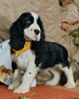 Dusty, a male English Springer Spaniel for sale in Walhalla, SC – Photo 9 of 10