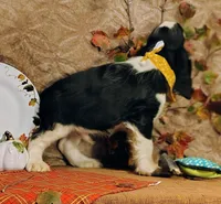 Dusty, a male English Springer Spaniel for sale in Walhalla, SC – Photo 10 of 10