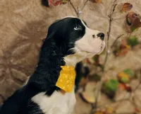Dusty, a male English Springer Spaniel for sale in Walhalla, SC – Photo 1 of 10