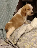 Mama Mia, a female English Springer Spaniel for sale in Walhalla, SC – 5 of 8