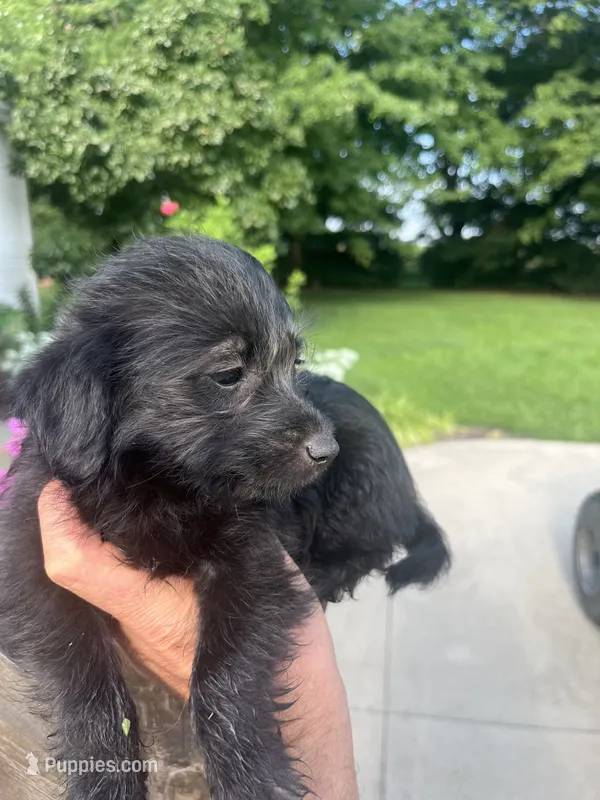 Wave – Jack Russell Terrier, Poodle - Miniature  puppy for sale in Odon, IN