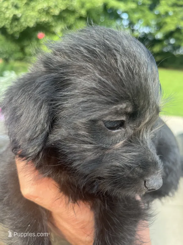 Wave – Jack Russell Terrier, Poodle - Miniature  puppy for sale in Odon, IN