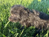 Storm, a male Jack Russell Terrier and Poodle - Miniature  for sale in Odon, IN – 1 of 2