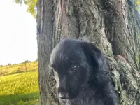 Pepper, a male Jack Russell Terrier and Poodle - Miniature  for sale in Odon, IN – 2 of 3