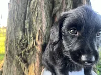 Pepper, a male Jack Russell Terrier and Poodle - Miniature  for sale in Odon, IN – 3 of 3