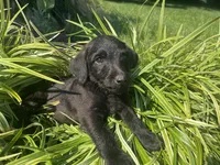 Coco, a male Jack Russell Terrier and Poodle - Miniature  for sale in Odon, IN – 2 of 3