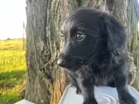 Pepper, a male Jack Russell Terrier and Poodle - Miniature  for sale in Odon, IN – 1 of 3