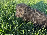 Storm, a male Jack Russell Terrier and Poodle - Miniature  for sale in Odon, IN – 2 of 2