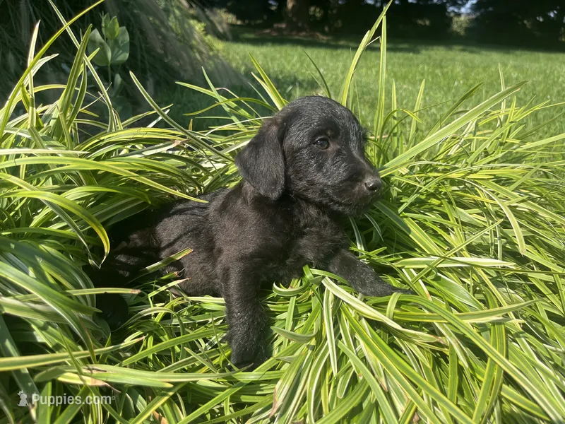 Coco – Jack Russell Terrier, Poodle - Miniature  puppy for sale in Odon, IN