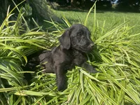 Coco, a male Jack Russell Terrier and Poodle - Miniature  for sale in Odon, IN – 1 of 3