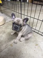 Layla, a female French Bulldog for sale in Troy, MO – 1 of 4