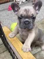 Layla, a female French Bulldog for sale in Troy, MO – 2 of 4