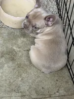 Redford, a male French Bulldog for sale in Troy, MO – 2 of 2