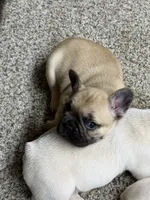 Batman, a male French Bulldog for sale in Troy, MO – 2 of 2