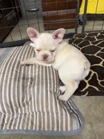 Sandford, a male French Bulldog for sale in Troy, MO – 5 of 5