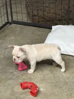 Sandford, a male French Bulldog for sale in Troy, MO – 4 of 5