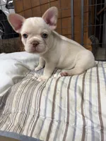 Sandford, a male French Bulldog for sale in Troy, MO – 3 of 5