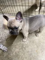 Layla, a female French Bulldog for sale in Troy, MO – 4 of 4